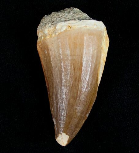 Platecarpus (Mosasaur) Tooth - Unusual Species #6530